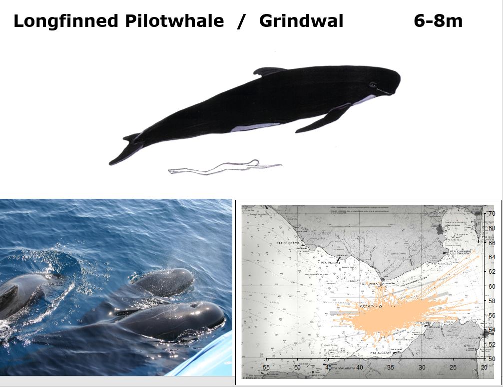 Wale Und Delfine Bei Gibraltar Alt Werden Kann Ich Spater